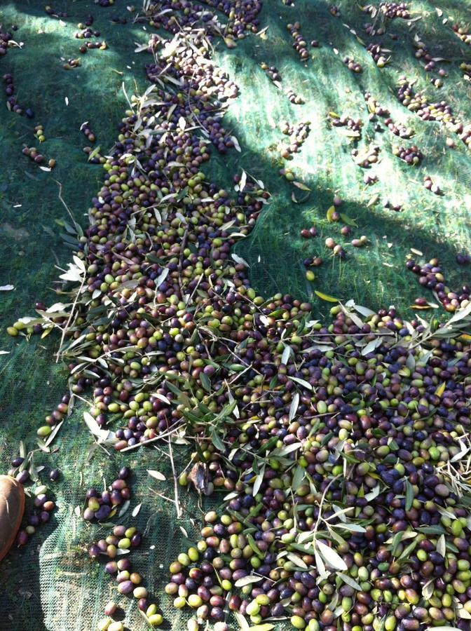 I Trulli Della Naturabio Martina Franca Dış mekan fotoğraf